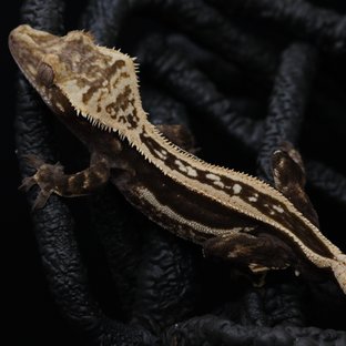 슈퍼스트라이프 엠티백