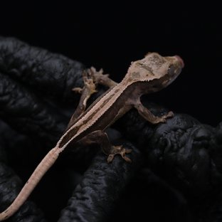 쿼드 풀핀 엠티백