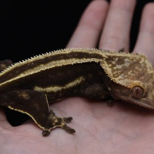 슈퍼스트라이프 엠티백