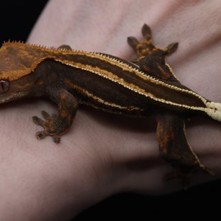 슈퍼스트라이프 엠티백