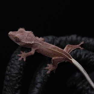 레드 팬텀 엠티백