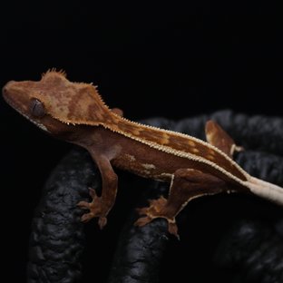 레드 엠티백 풀핀