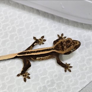 슈퍼스트라이프 엠티백