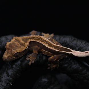 쿼드 풀핀 엠티백