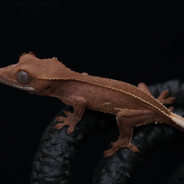 레드 팬텀 엠티백