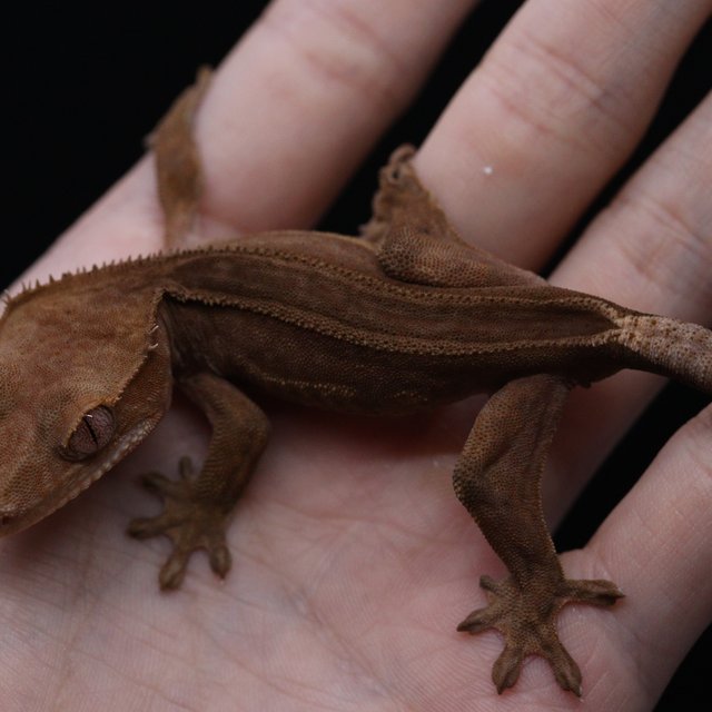 팬텀 슈퍼스트라이프 엠티백