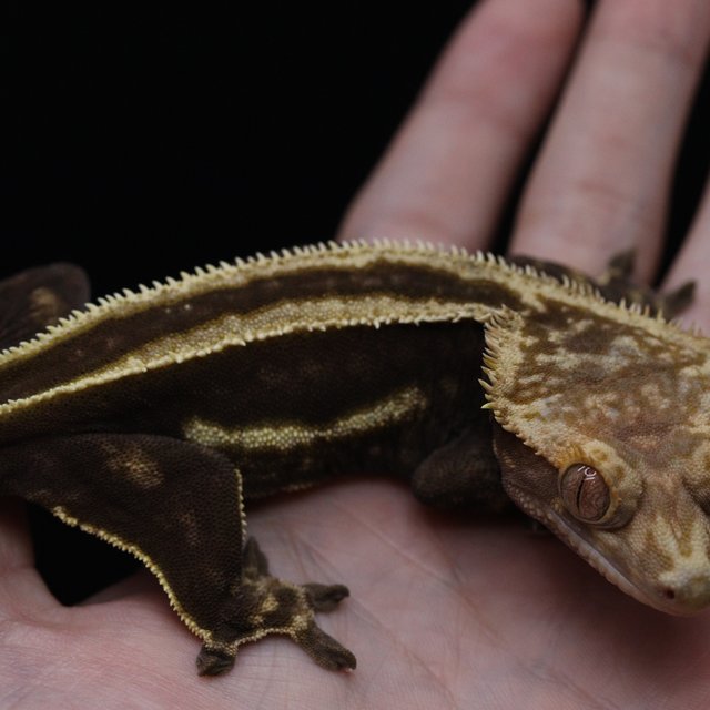 슈퍼스트라이프 엠티백