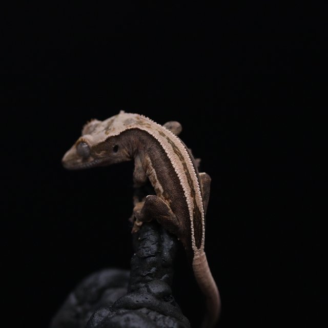 쿼드 풀핀 엠티백