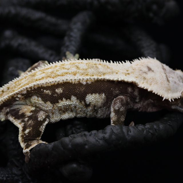 트라이 익스트림할리퀸 화이트스팟 핀스트라이프 화이트핀