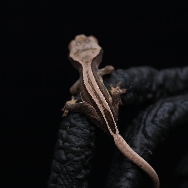 쿼드 풀핀 엠티백