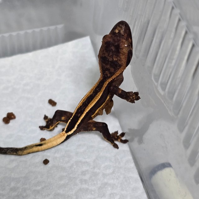 슈퍼스트라이프 엠티백