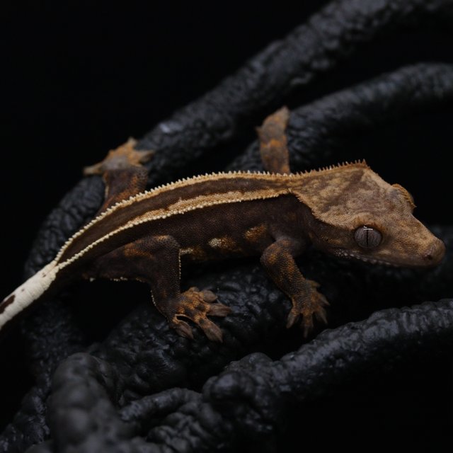 슈퍼스트라이프 엠티백