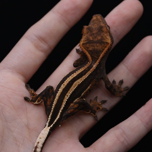 슈퍼스트라이프 쿼드 풀핀 엠티백