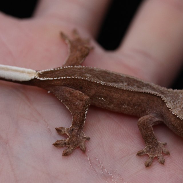 레드 팬텀 엠티백