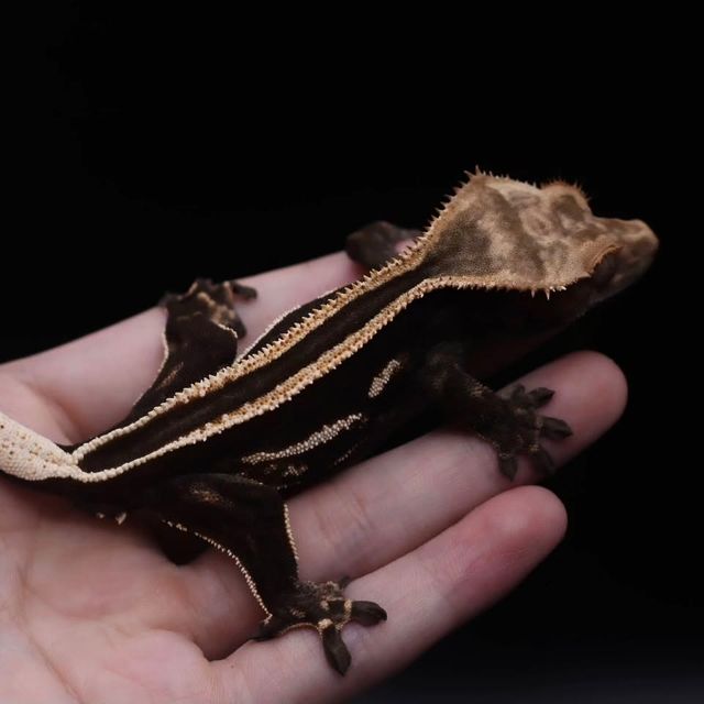 다크 쿼드 풀핀 엠티백