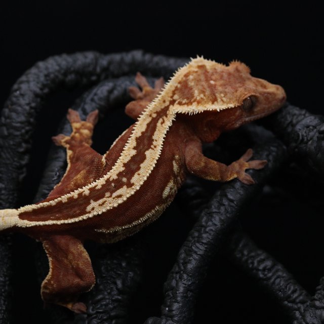 레드 쿼드 풀핀 엠티백 슈퍼스트라이프