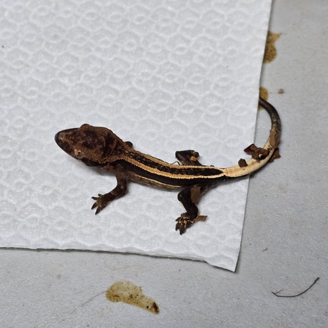 슈퍼스트라이프 엠티백