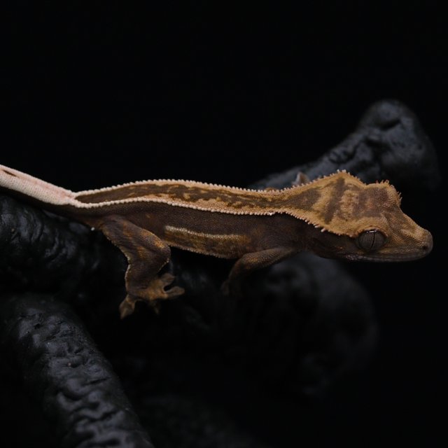 쿼드 풀핀 엠티백