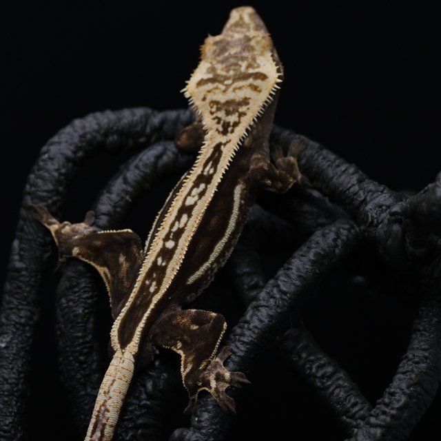 슈퍼스트라이프 엠티백