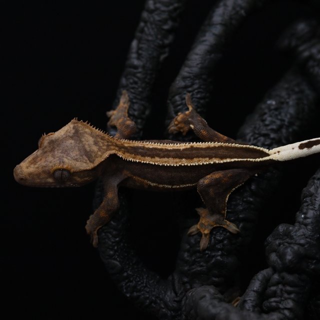 슈퍼스트라이프 엠티백