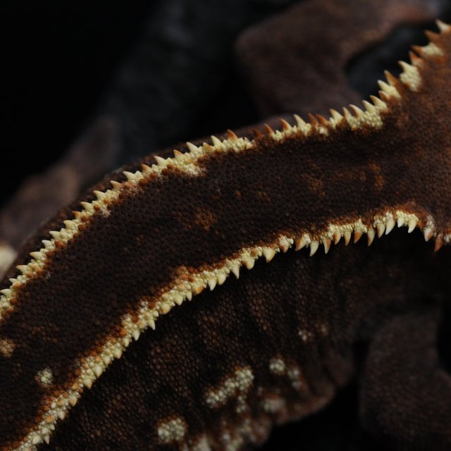 쿼드 풀핀 엠티백 카푸치노