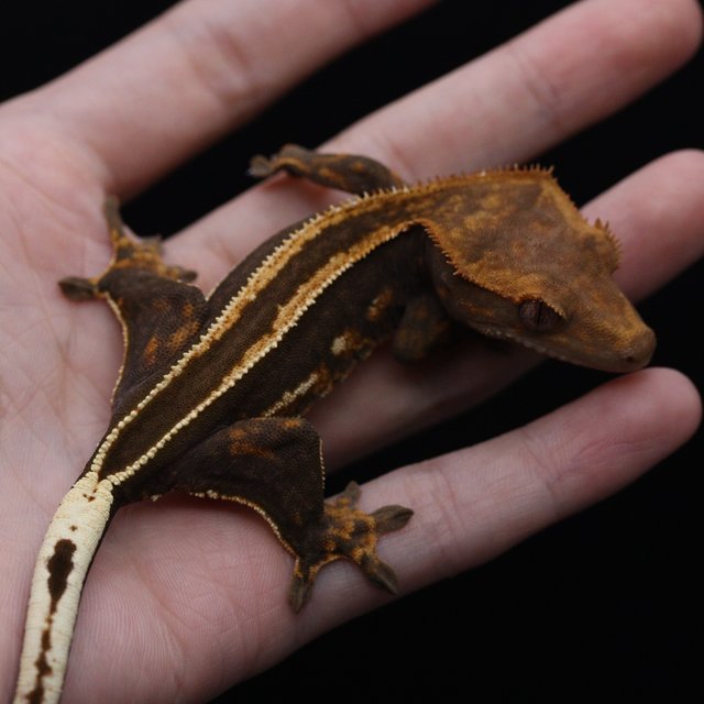 슈퍼스트라이프 엠티백