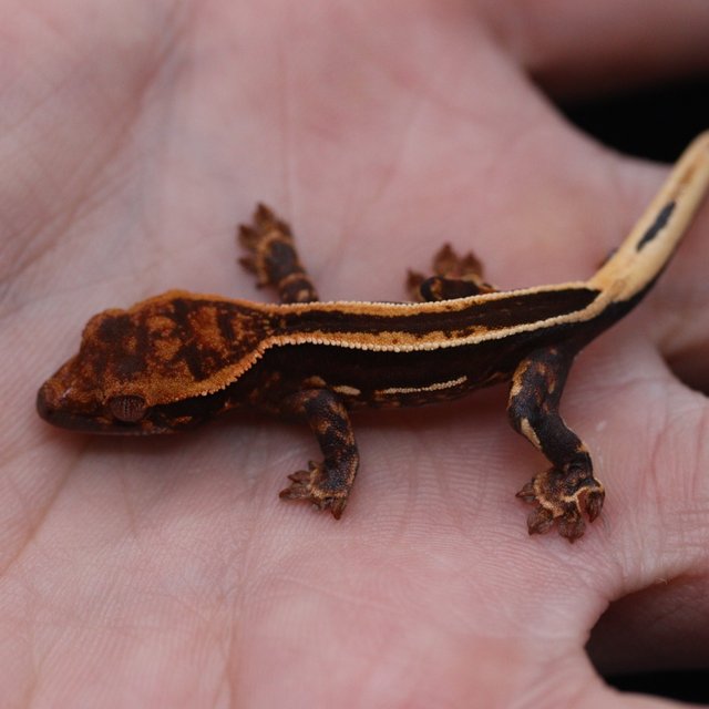 슈퍼스트라이프 엠티백