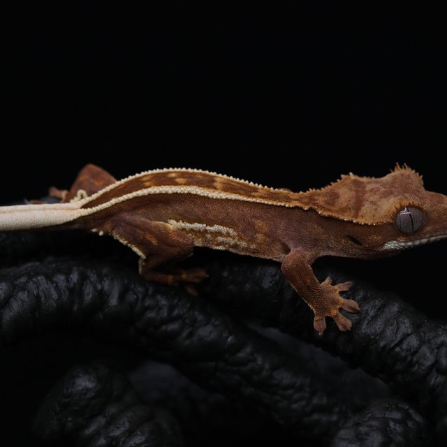 레드 엠티백 풀핀