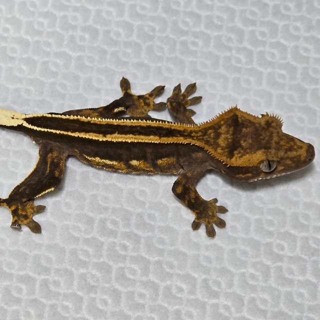 슈퍼스트라이프 엠티백