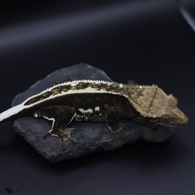 엠티백 풀핀 화이트핀 다크