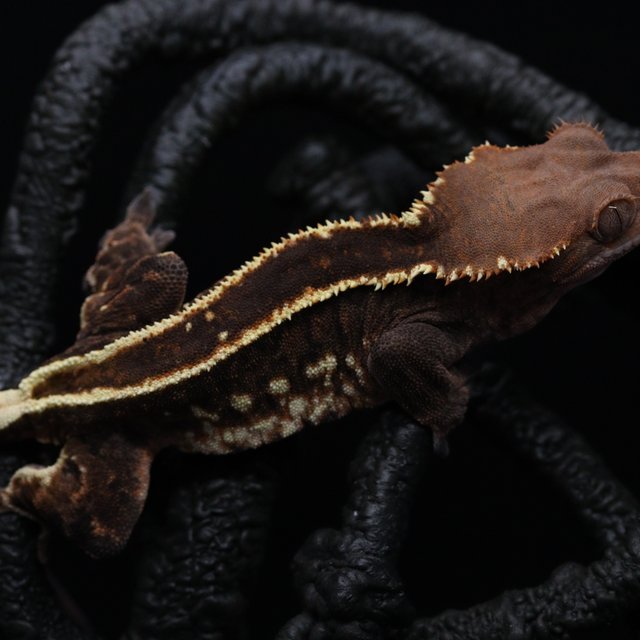 쿼드 풀핀 엠티백 카푸치노