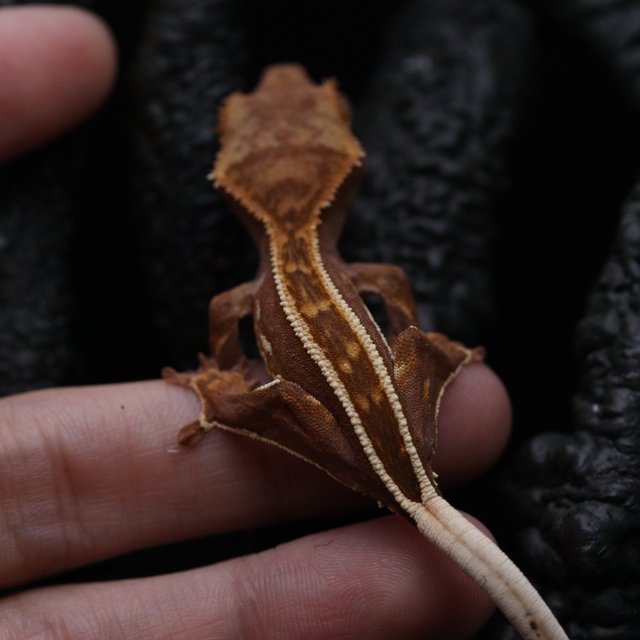 레드 엠티백 풀핀