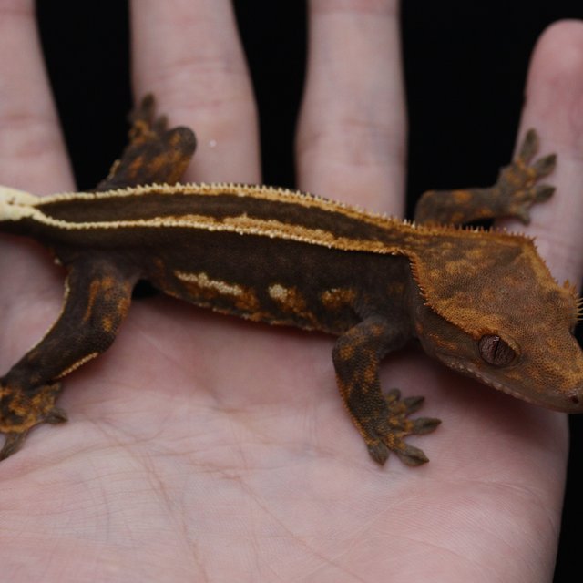 슈퍼스트라이프 엠티백