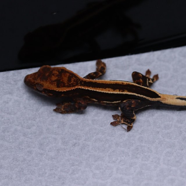 슈퍼스트라이프 엠티백