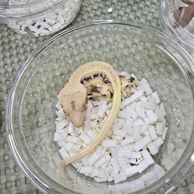 릴리화이트