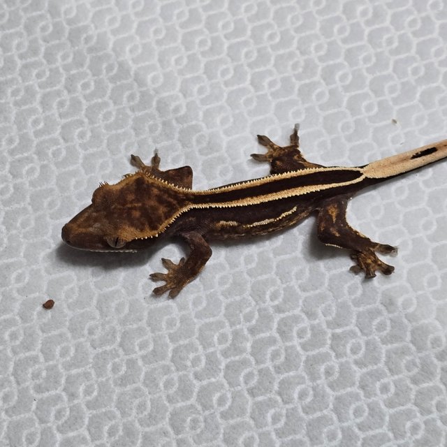 풀핀 슈퍼스트라이프 엠티백