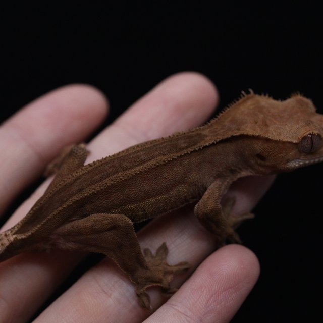 팬텀 슈퍼스트라이프 엠티백