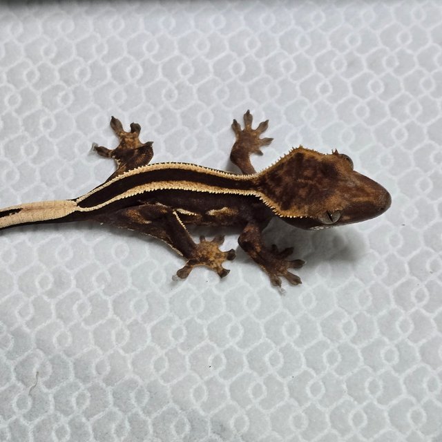 풀핀 슈퍼스트라이프 엠티백