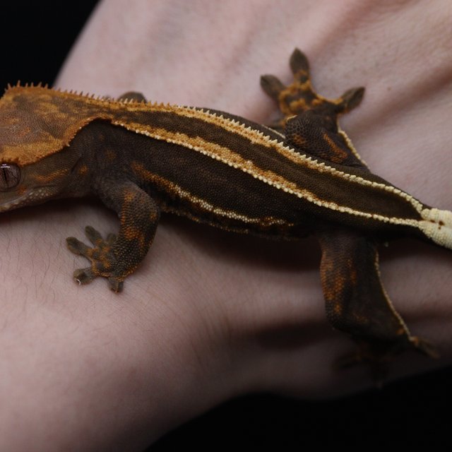 슈퍼스트라이프 엠티백