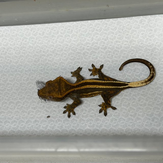 슈퍼스트라이프 쿼드 풀핀 엠티백