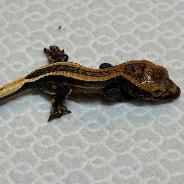 슈퍼스트라이프 엠티백