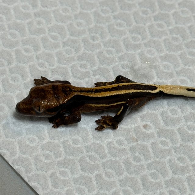 슈퍼스트라이프 엠티백