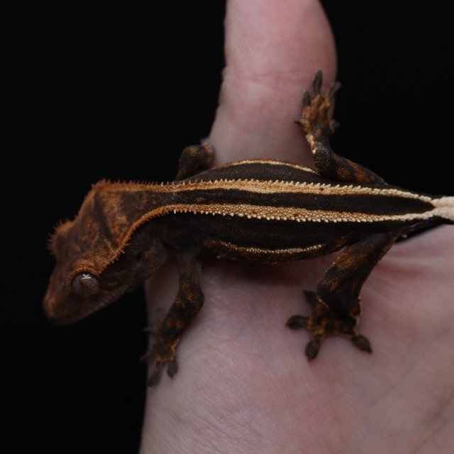 슈퍼스트라이프 쿼드 풀핀 엠티백