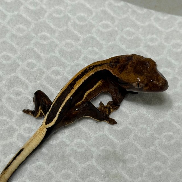 슈퍼스트라이프 엠티백