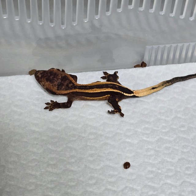 슈퍼스트라이프 엠티백