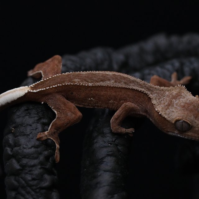 레드 팬텀 엠티백