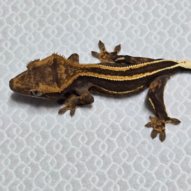 슈퍼스트라이프 엠티백