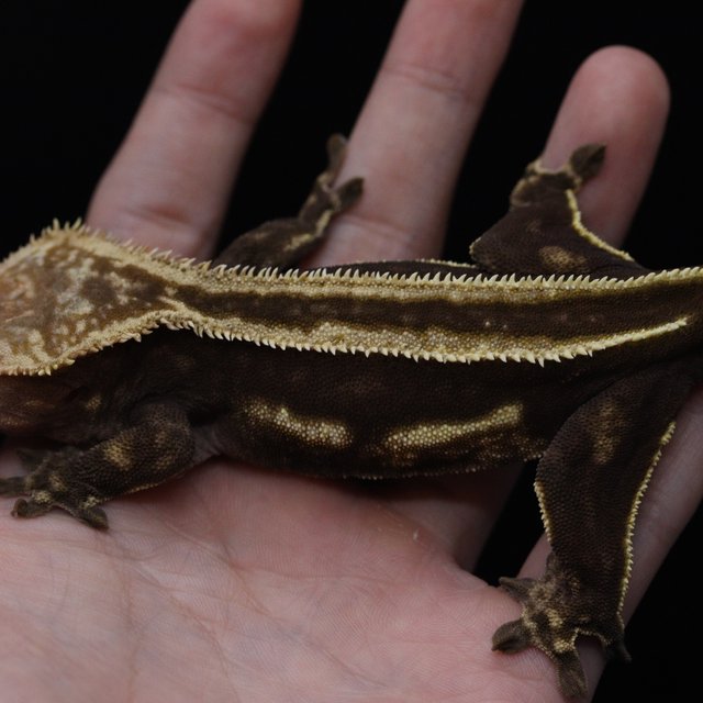 슈퍼스트라이프 엠티백