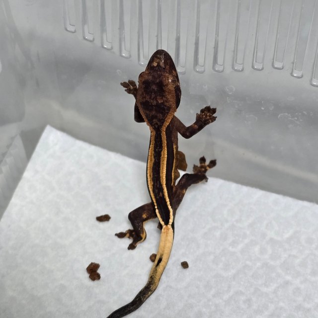 슈퍼스트라이프 엠티백