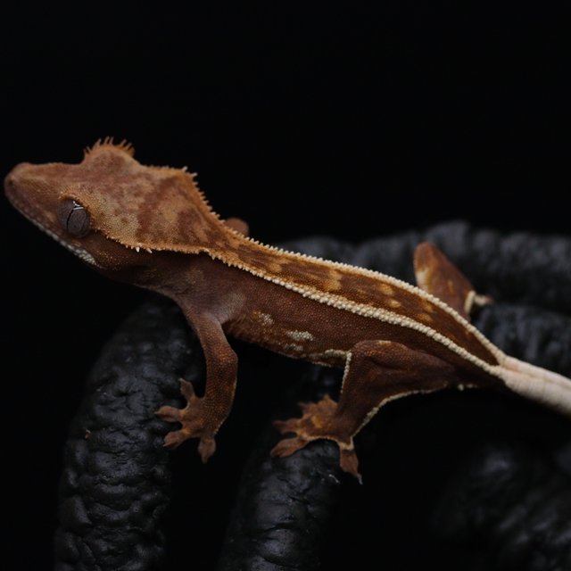 레드 엠티백 풀핀